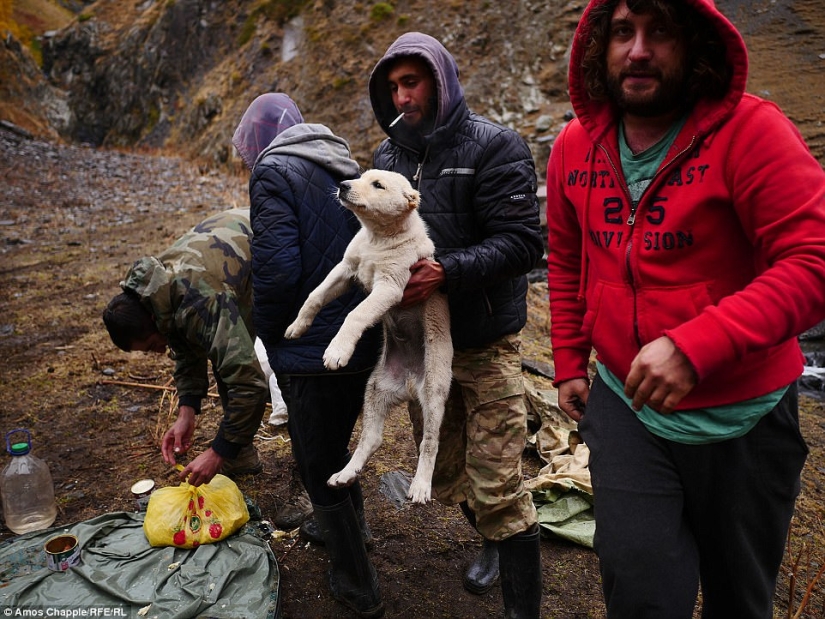 Every year thousands of sheep in Georgia make a dangerous journey from the mountains with a height of 3000 meters
