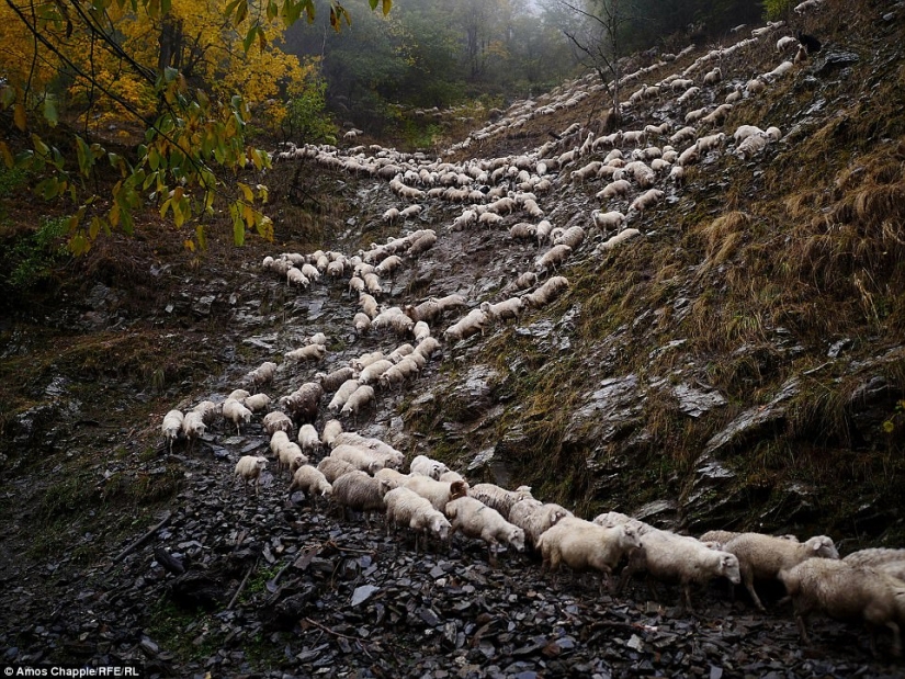 Every year thousands of sheep in Georgia make a dangerous journey from the mountains with a height of 3000 meters