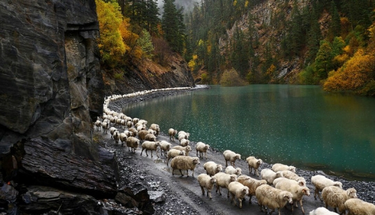 Every year thousands of sheep in Georgia make a dangerous journey from the mountains with a height of 3000 meters