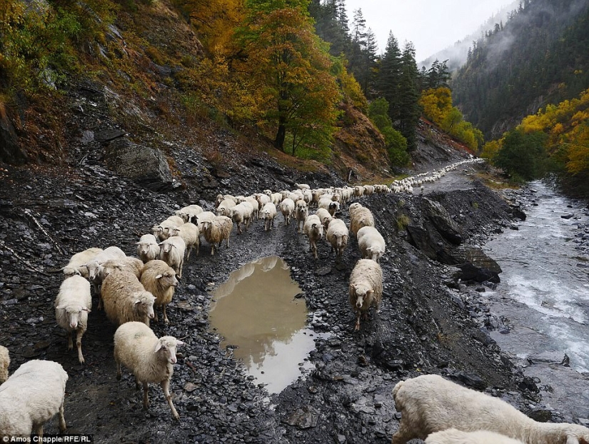 Every year thousands of sheep in Georgia make a dangerous journey from the mountains with a height of 3000 meters