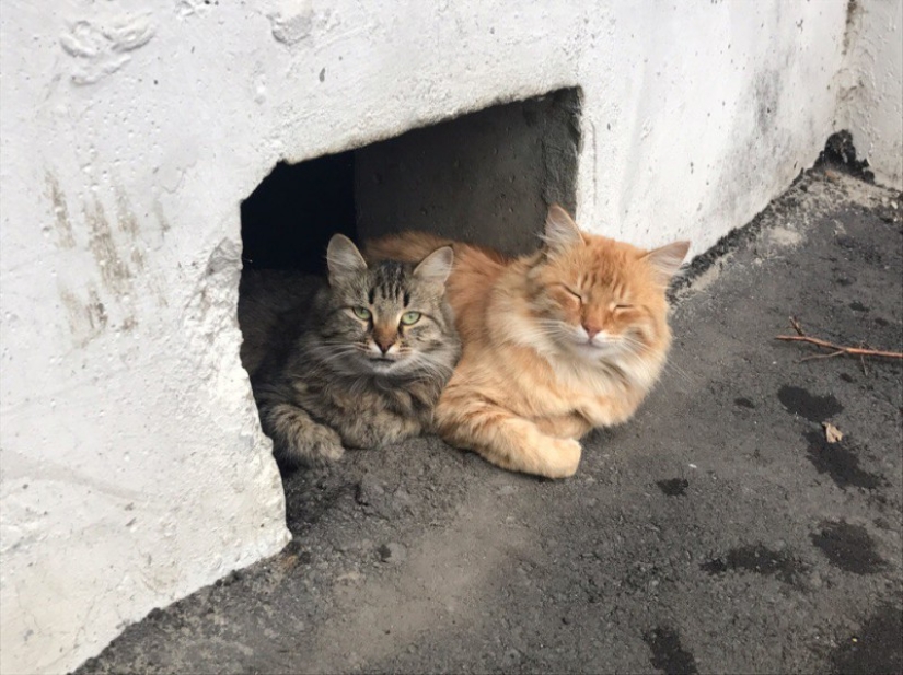 Everything for cats: The Ministry of Construction of the Russian Federation banned bricking up basements