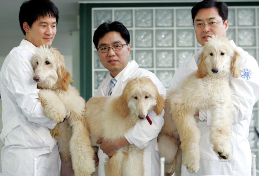 Expensive and outrageous: who needs dog clones and why