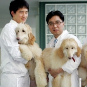 Expensive and outrageous: who needs dog clones and why