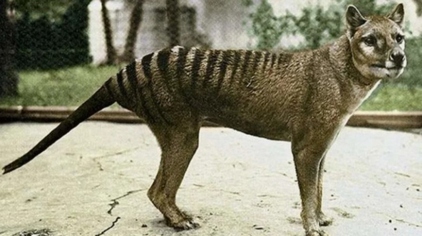 Extinct marsupial wolf to be revived in Australia