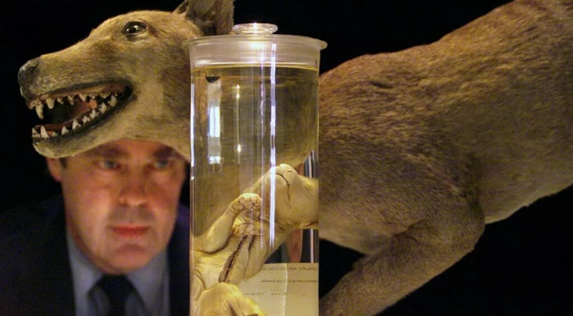 Extinct marsupial wolf to be revived in Australia