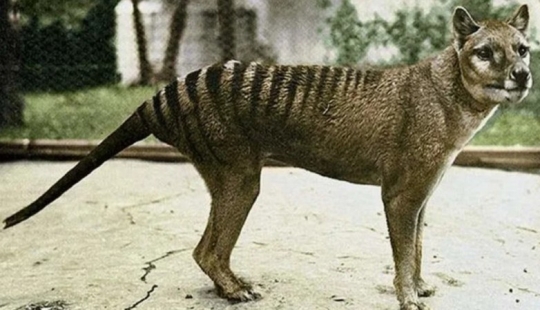 Extinct marsupial wolf to be revived in Australia