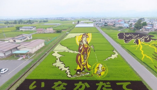 Extraordinary paintings on rice fields