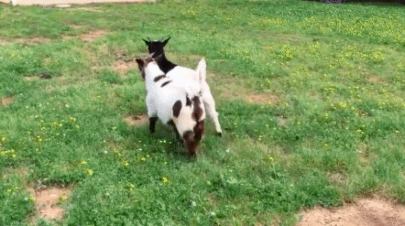 Fainting goats