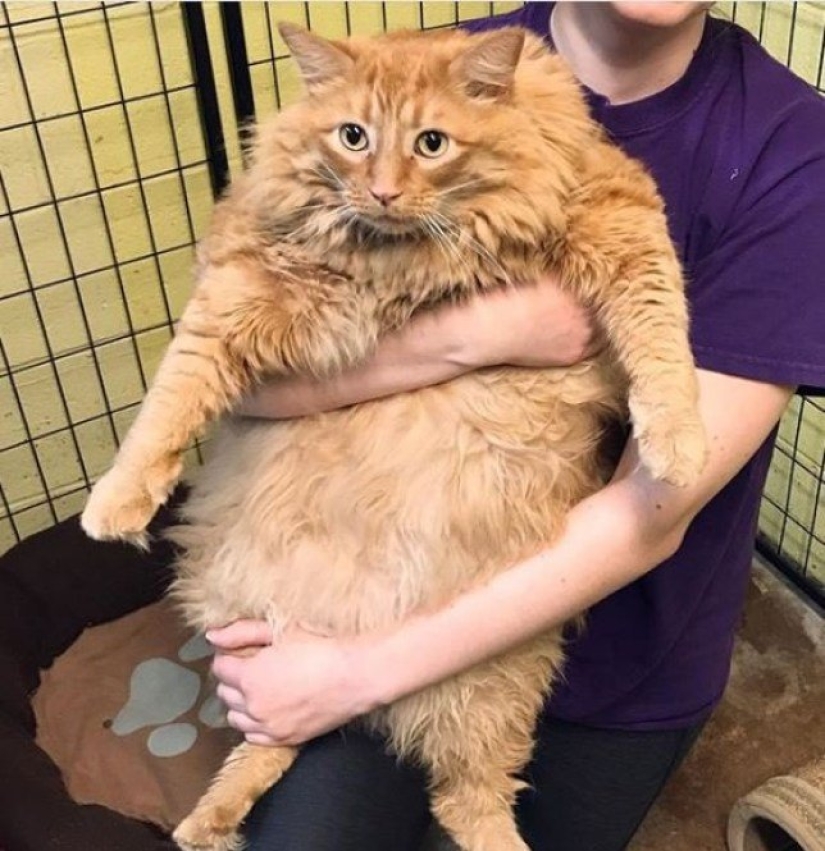 Fat cat Bazooka has found his home