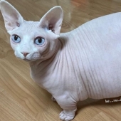 Fat sphinx Zhadu has become a favorite of users of social networks