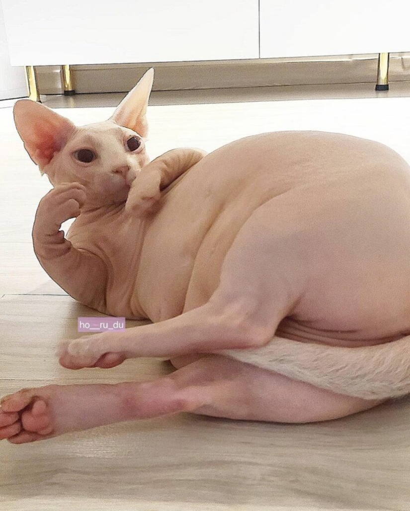 Fat sphinx Zhadu has become a favorite of users of social networks