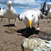 Feathered gang: Aggressive seagulls terrorize an area in Devon, breaking into apartments and stealing dogs