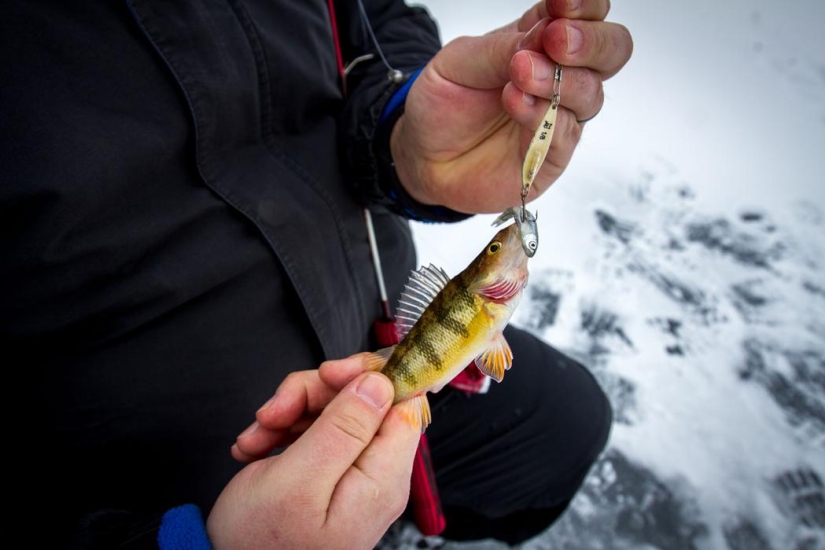 Features of the Canadian national fishing