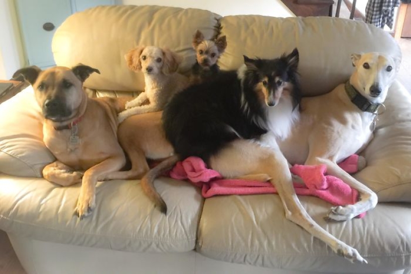 Felicidad de cuatro patas: cómo es la vida cuando hay más de dos perros en la casa