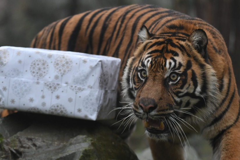 ¡Feliz Navidad, Sr. Tigre! Cómo los residentes del zoológico abrieron los regalos