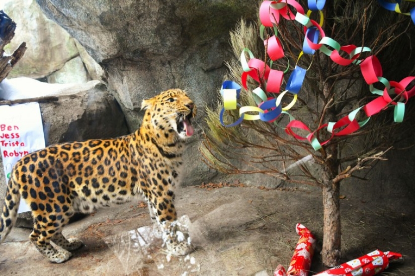 ¡Feliz Navidad, Sr. Tigre! Cómo los residentes del zoológico abrieron regalos