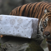 ¡Feliz Navidad, Sr. Tigre! Cómo los residentes del zoológico abrieron regalos