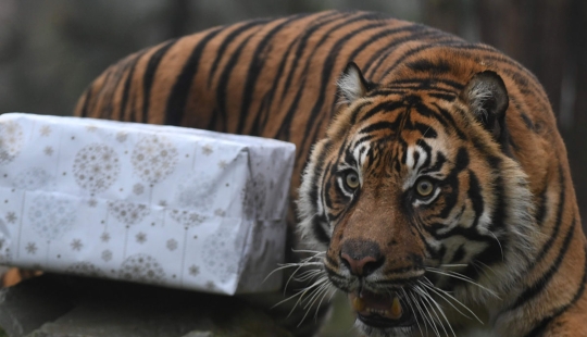 ¡Feliz Navidad, Sr. Tigre! Cómo los residentes del zoológico abrieron los regalos