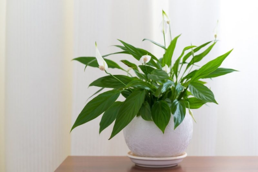 Feng Shui Plants. 10 plants that take bad energy out of your home