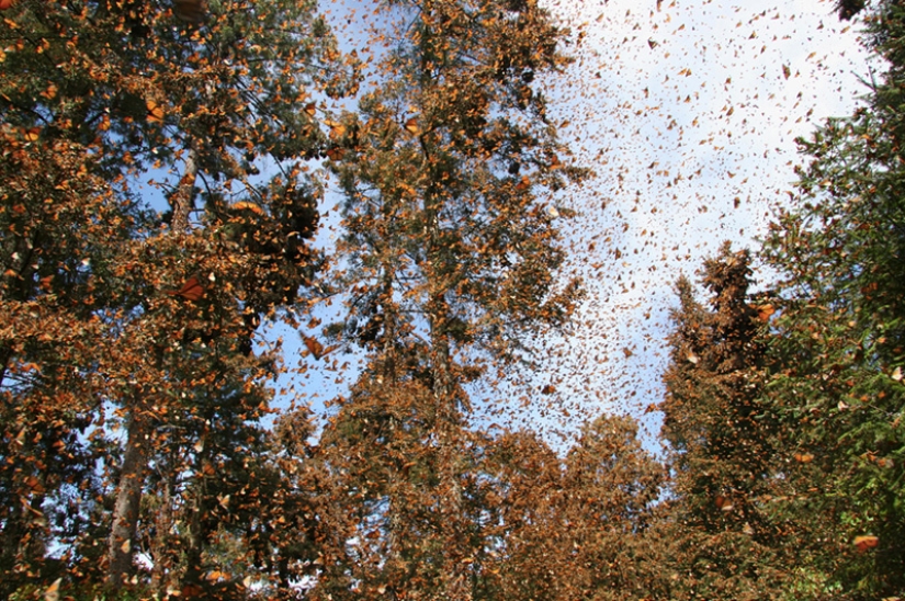 Fenómenos naturales sorprendentes