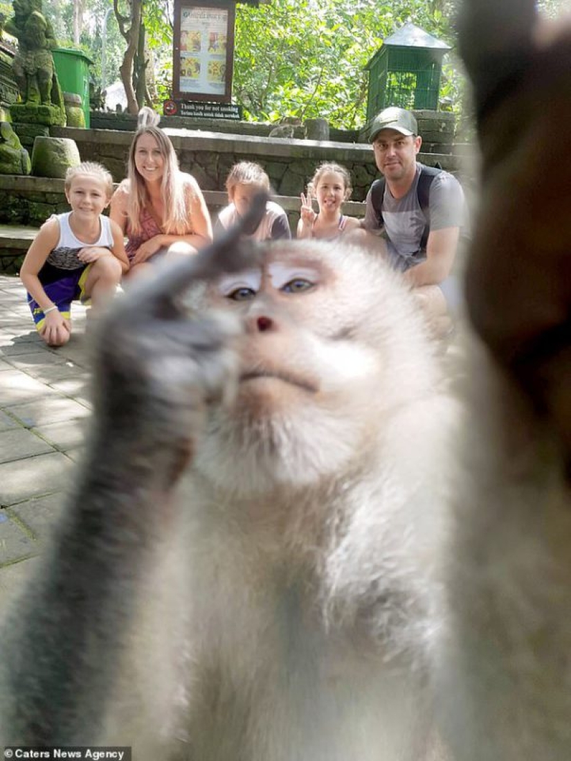 Figs to you, not selfies! A monkey in Bali made an epic shot with tourists herself