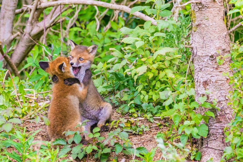 Finalistas del concurso de fotografía más divertido de la naturaleza-Comedy Wildlife Awards 2017