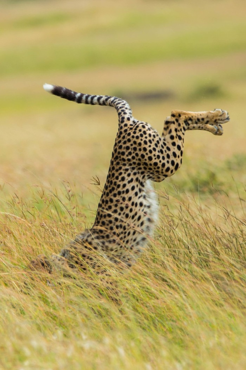 Finalistas del concurso" Mejor Fotógrafo de Naturaleza — 2017 " de National Geographic