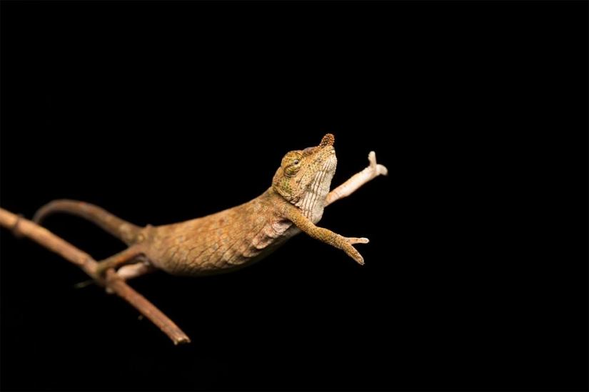 Finalists of the funniest photo contest in nature — Comedy Wildlife Awards 2017