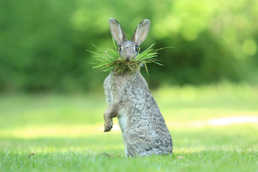 Finalists of the funniest photo contest in nature — Comedy Wildlife Awards 2017