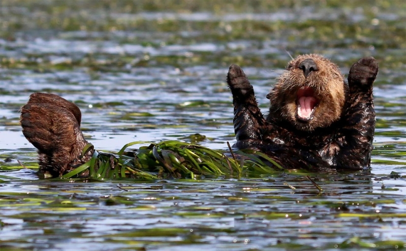 Finalists of the funniest photo contest in nature — Comedy Wildlife Awards 2017