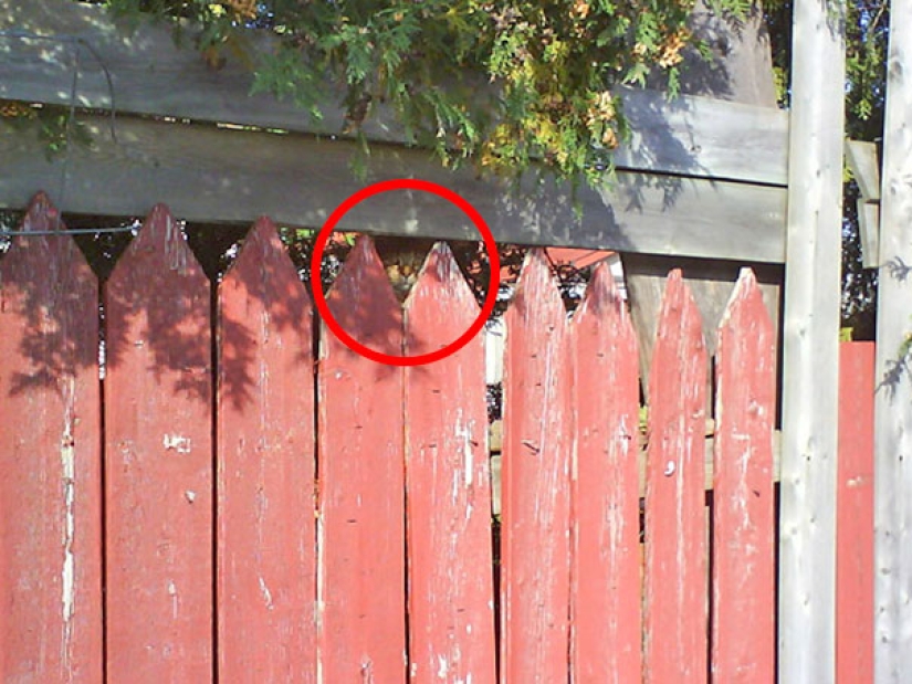 Find a cat: cunning mustachioed-striped, which can not be found in the photo