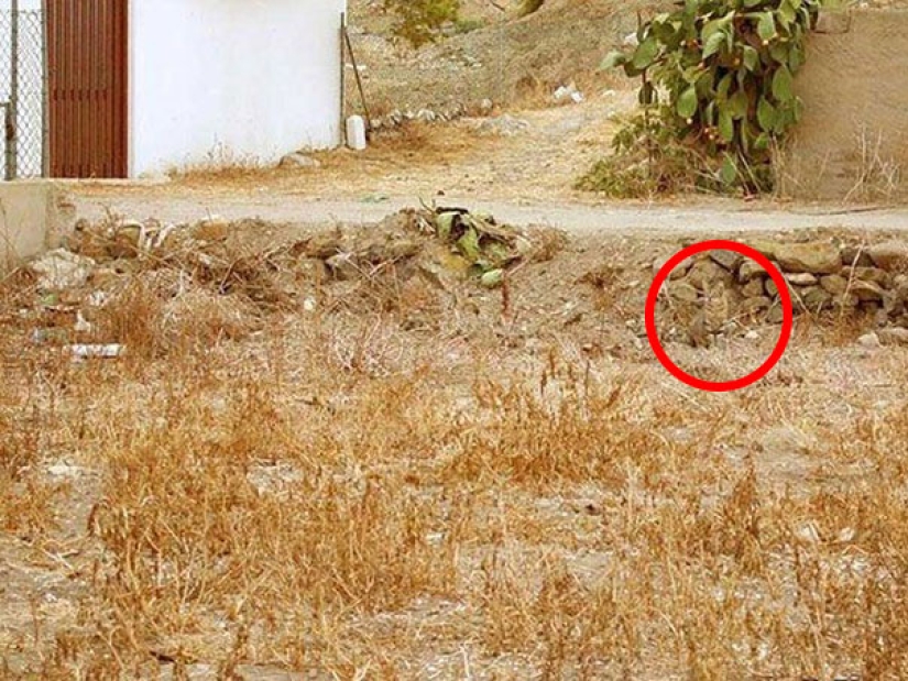 Find a cat: cunning mustachioed-striped, which can not be found in the photo