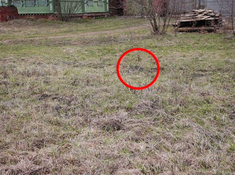 Find a cat: cunning mustachioed-striped, which can not be found in the photo