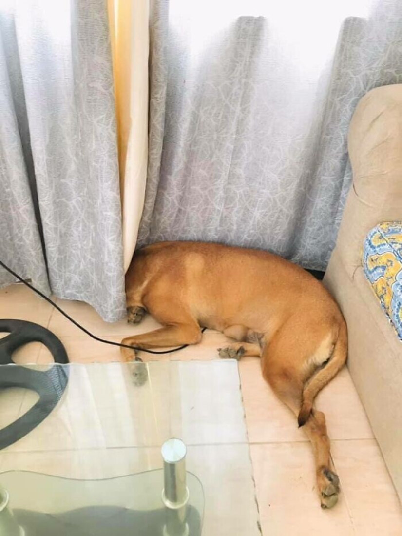 Find Me if You can: 30 Dogs who have mastered the Art of Disguise