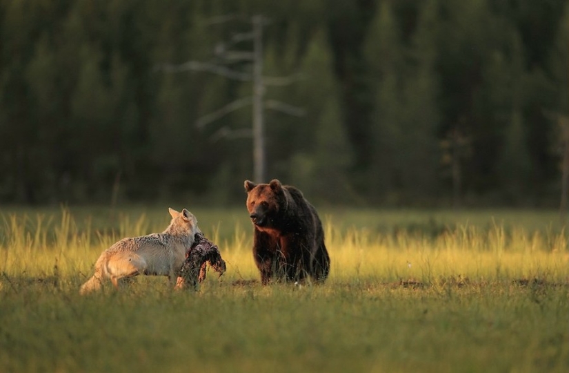 Finnish photographer captures unusual friendship between a wolf and a bear
