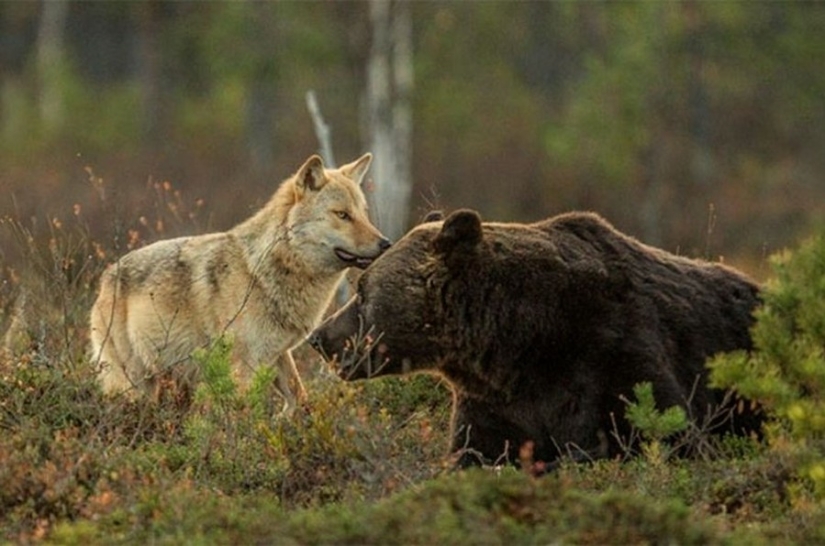 Finnish photographer captures unusual friendship between a wolf and a bear
