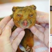 Fires in Australia: the family of famous animal rights activist Irwin saves animals from death