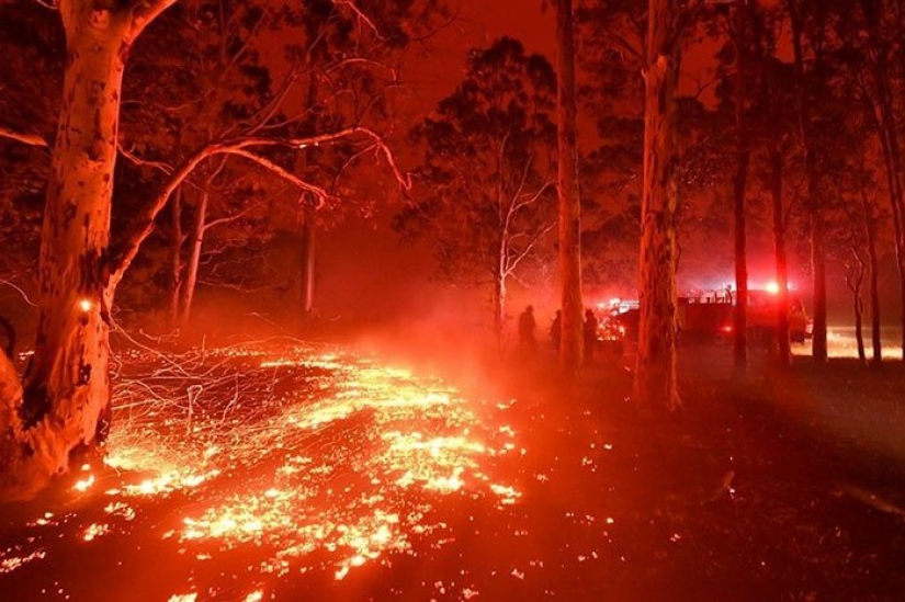 Fires in Australia: the family of famous animal rights activist Irwin saves animals from death