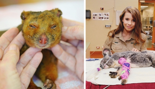 Fires in Australia: the family of famous animal rights activist Irwin saves animals from death