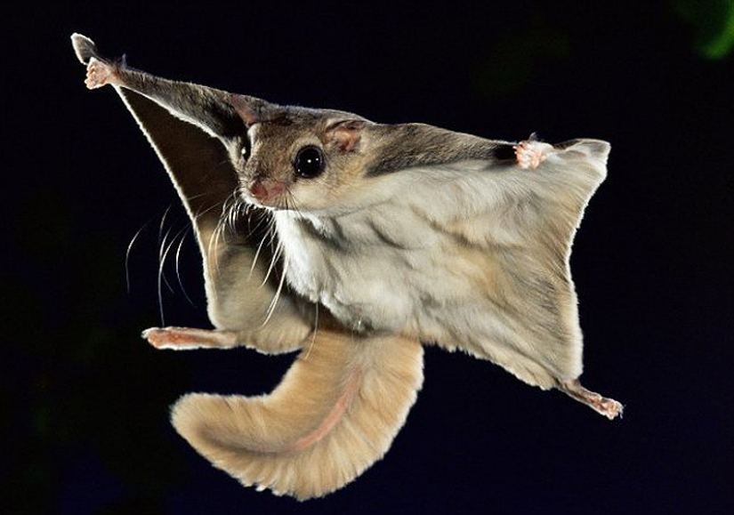Flight of the Southern Flying Squirrel