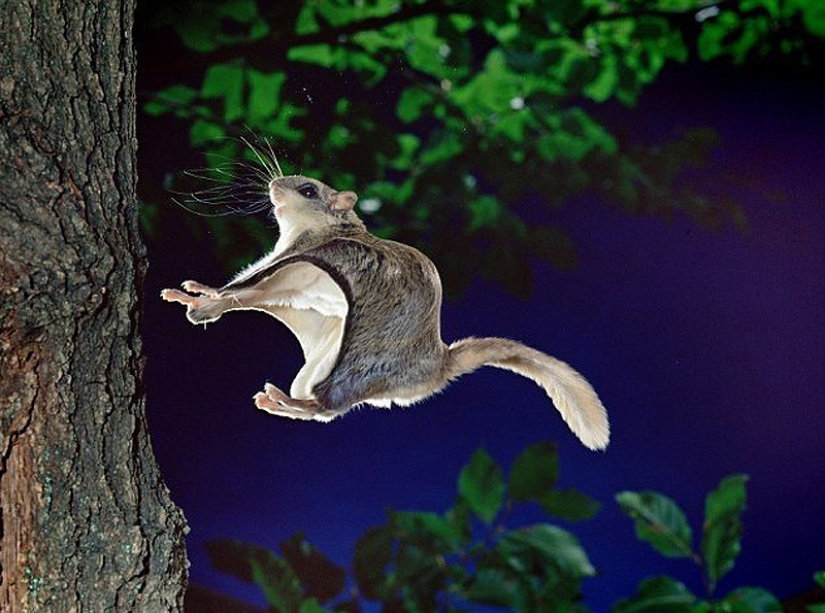 Flight of the Southern Flying Squirrel