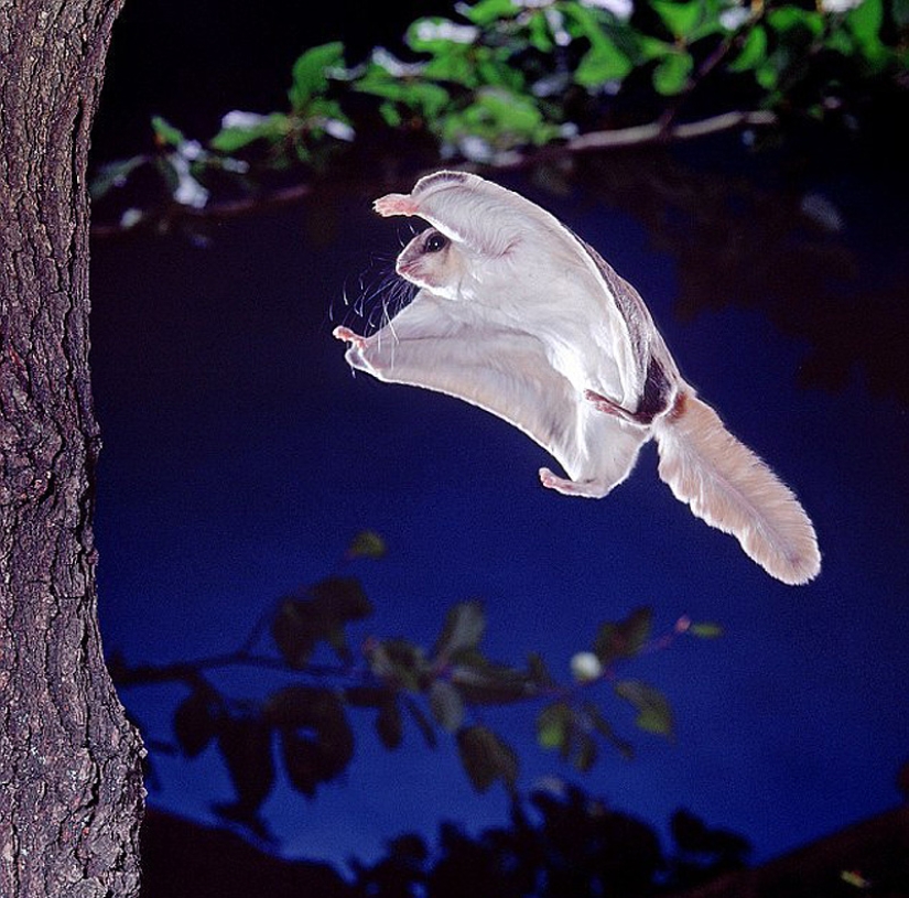 Flight of the Southern Flying Squirrel