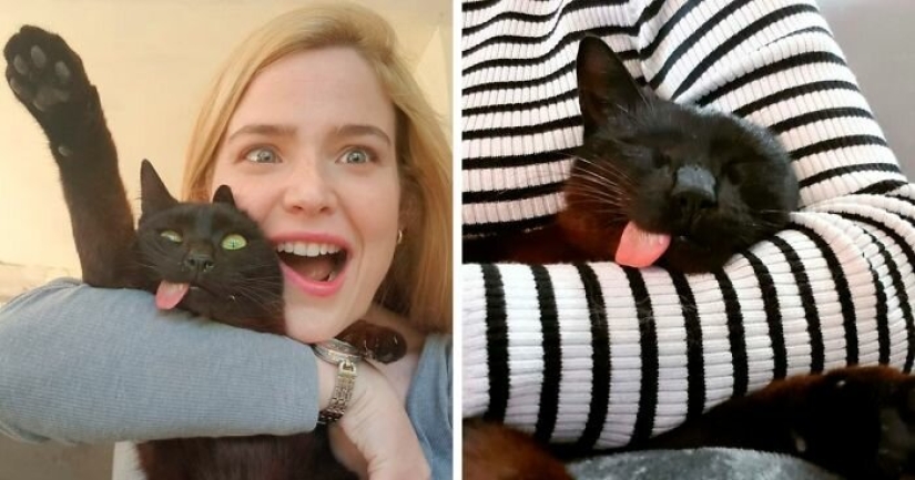 Fluffy love: how the rescued cat Tzimes with his tongue hanging out found a family