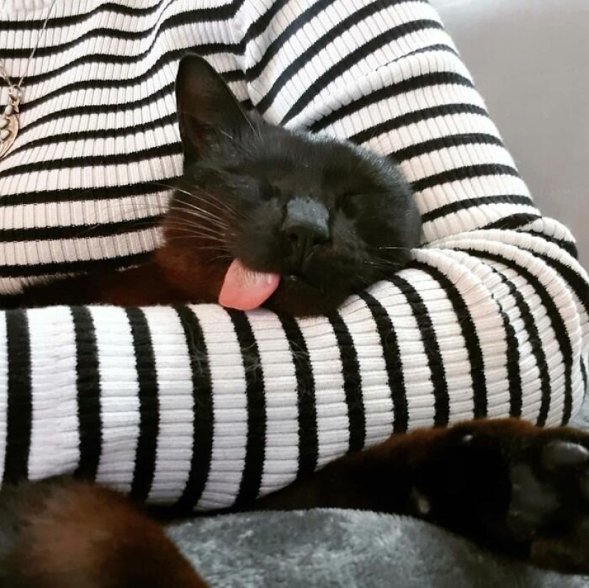 Fluffy love: how the rescued cat Tzimes with his tongue hanging out found a family