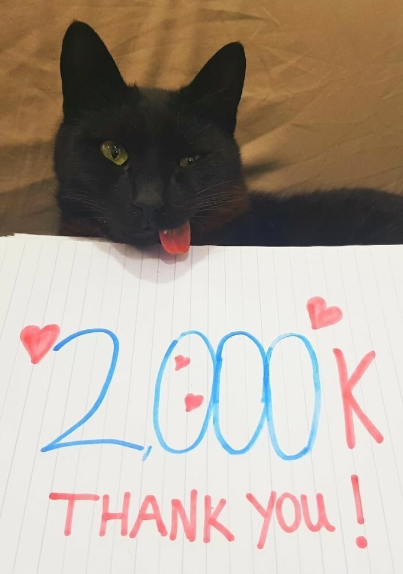 Fluffy love: how the rescued cat Tzimes with his tongue hanging out found a family