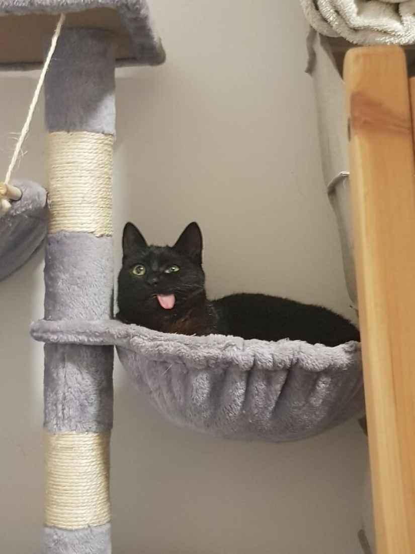Fluffy love: how the rescued cat Tzimes with his tongue hanging out found a family
