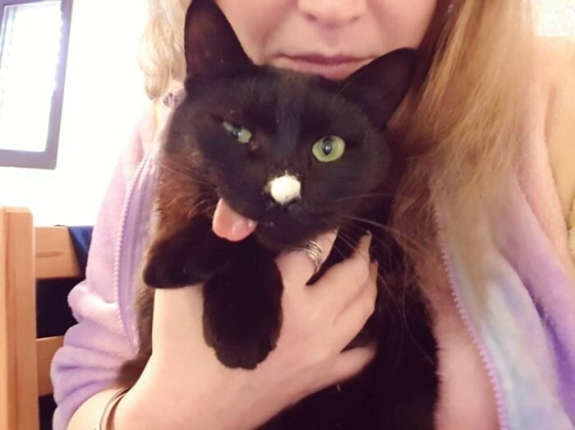 Fluffy love: how the rescued cat Tzimes with his tongue hanging out found a family