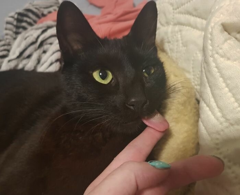 Fluffy love: how the rescued cat Tzimes with his tongue hanging out found a family