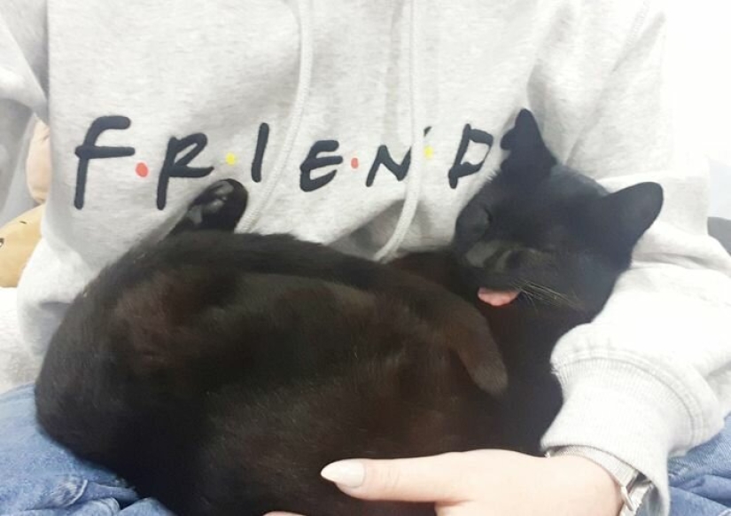 Fluffy love: how the rescued cat Tzimes with his tongue hanging out found a family