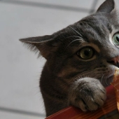 Focas que fueron cogidas por sorpresa